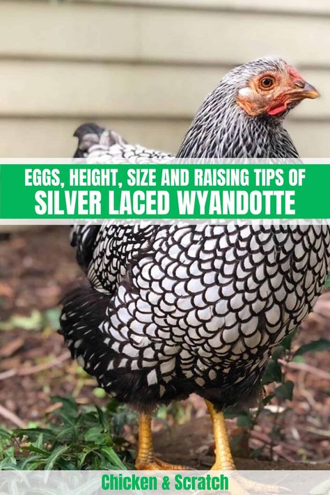 Silver Laced Wyandotte: Eggs, Height, Size and Raising Tips Wyandotte Chicken Eggs, Silver Laced Wyandotte Chickens, Blue Laced Wyandotte, Gold Laced Wyandotte, Wyandotte Hen, Chicken Breeds With Pictures, Wyandotte Chickens, Laced Wyandotte, Chickens Backyard Breeds