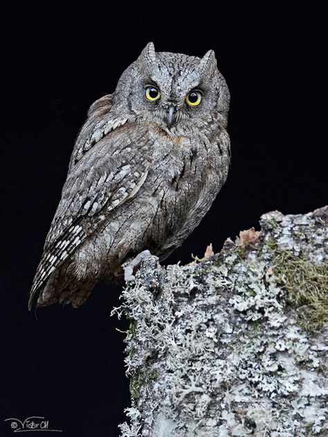 Scops Owl, Saw Whet Owl, Awesome Owls, Burrowing Owl, Barred Owl, Owl Photos, Power Animal, Hoot Owl, Owl Pictures