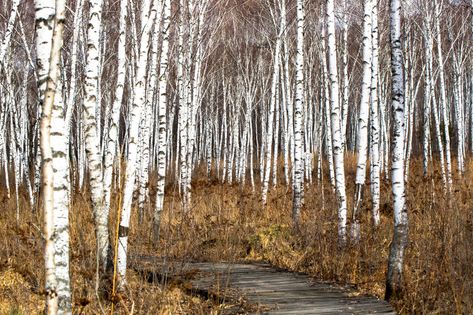 Spring birch forest photo image_picture free download 501259592_lovepik.com White Birch Trees Aesthetic, Birch Wood Forest, Birch Tree Photography Winter, Birch Tree Forest Photos, Tam Lin, Dreamcore Aesthetic, Birch Forest, Forest Photos, Spring Pictures