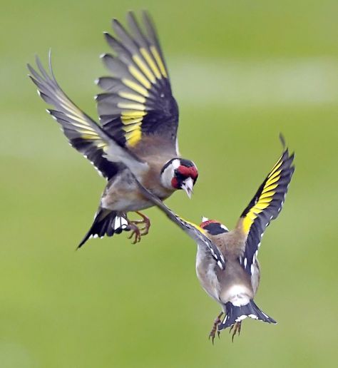 Golden Finch, Drawing Now, Peregrine Falcon, Finches, Goldfinch, Barn Owl, Card Illustration, Say What, Somerset