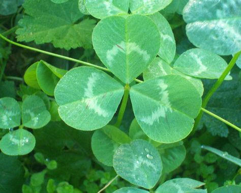 David's "Images of Nature" Photography Gallery: Three Leaf Clover (Shamrock) - St. Patrick's Day Clover Photography, Roman Britain, Three Leaf Clover, March 17th, Photography Gallery, Nature Images, Leaf Clover, Clover Leaf, St Patricks