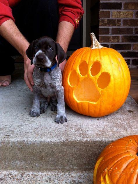 GSP LOVE | This picture shouldn't even be legal❤️ White Pumpkin Painting Ideas Aesthetic, Halloween Puppy Photoshoot, Dog Pumpkin Decorating, Pumpkin Carving Ideas Dog, Puppy Pumpkin Carving, Dog Pumpkin Carving Ideas, Dog Pumpkin Carving, Pumpkin Carving Ideas Easy, Paw Pumpkin