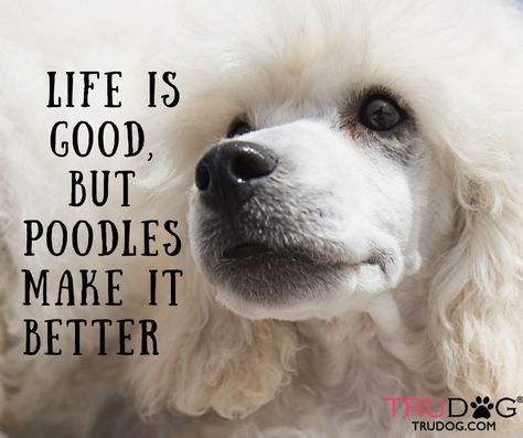 ❤️ Poodle Quotes, Funny Poodle, Poodle Dogs, Poodle Cuts, Toy Poodles, White Poodle, Tea Cup Poodle, Poodle Grooming, French Poodles