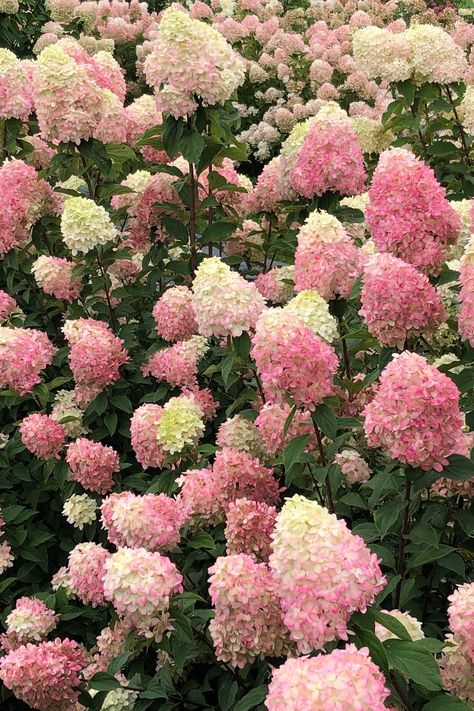 Welcome to the enchanting world of Hydrangea! 😍With the different varieties, colours and sizes of Hydrangeas, you have endless possibilities to shape your garden. 🌺Read our blog here! #ProvenWinners #Hydrangea #shrub Garden Inspiration Ideas, Mophead Hydrangea, Lace Cap Hydrangea, Hydrangea Serrata, Hydrangea Varieties, Hydrangea Shrub, Smooth Hydrangea, Panicle Hydrangea, Hydrangea Macrophylla