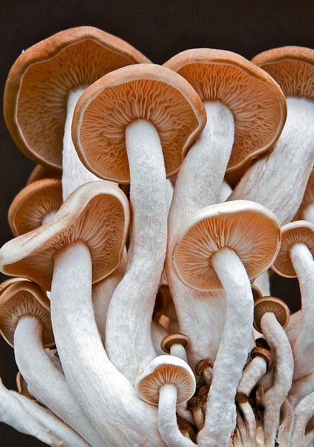 Do NOT like mushrooms.... but I DO like this photo!....It's almost as though they are huddling together and saying "Don't pick me...don't pick me" Mushrooms Growing, Pink Mushroom, Plant Fungus, Mushroom Fungi, Wild Mushrooms, Amazing Nature, A Group, 그림 그리기, Danganronpa