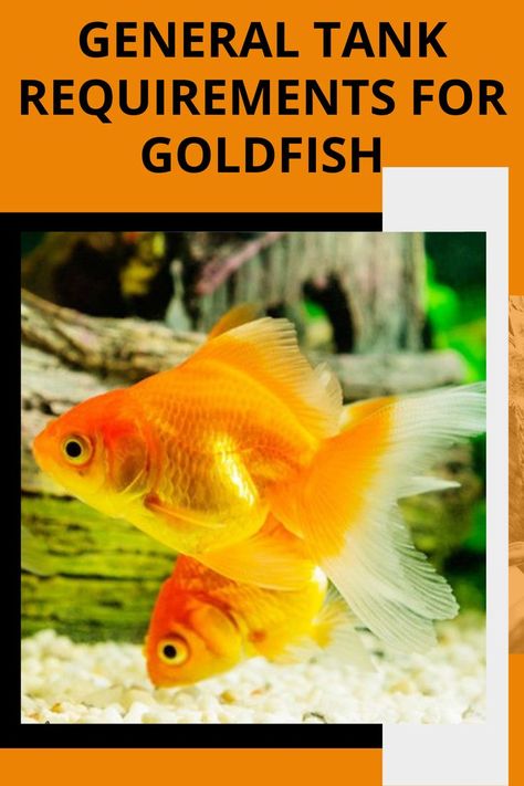 Small Goldfish Tank Ideas, Goldfish Care Guide, How To Take Care Of Goldfish, Fish Tank Goldfish, Goldfish Tank Aesthetic, Goldfish Tank Setup, Aquariums Ideas, Aquarium Goldfish, Goldfish Care