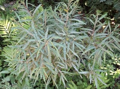 PROPAGATING SWEET FERN - AmeriNursery.com Ornamental Landscape, Sweet Fern, Landscape Plants, Fern Plant, Landscaping Plants, Native Plants, Patio Garden, Fern, Yard