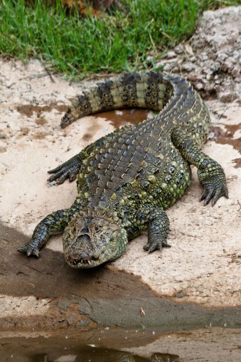 Alligators are now protected by both state and federal regulations. Coyote Peterson, Crocodile Facts, Alligator Image, Crocodile Tattoo, Animal Facts For Kids, Facts Science, Crocodile Animal, Tattoo Nature, Fun Facts About Animals