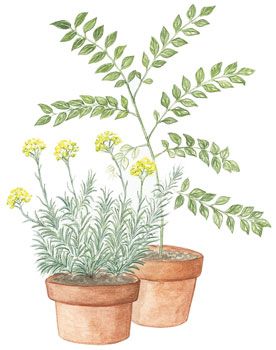 Curry Plant, Homemade Incense, Curry Leaf Plant, Plant Tattoos, Wallpaper Plant, Aesthetic Plant, Tattoo Plant, Helichrysum Italicum, Mother Earth Living