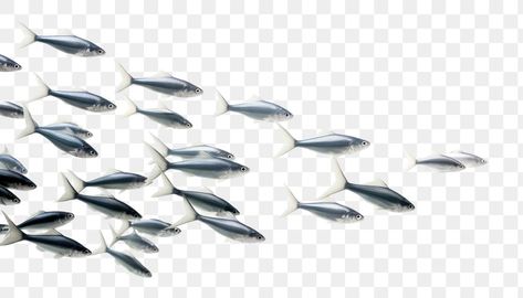 Fish Png Aesthetic, Fish Architecture, Fish White Background, Fish Collage, Album Collage, Fish Information, Fish Png, Fish Background, People Png