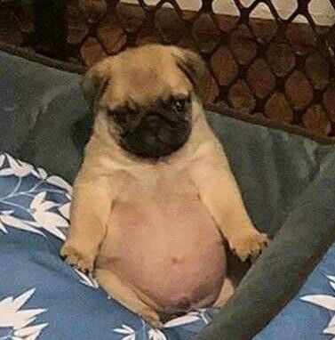 Pug Dog, Pug, A Dog, Bed, Dogs, Blue