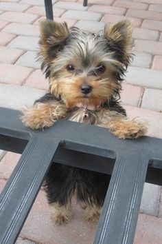 20 Things All Yorkie Owners Must Never Forget Yorkshire Terriers, Yorkie Dogs, Yorkshire Terrier Puppies, Terrier Puppies, Yorkie Puppy, Lap Dogs, Poodle Puppy, Little Dogs, Small Dog