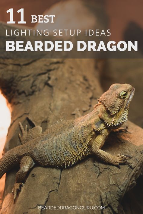 Having the right lighting setup for your bearded dragon is possibly the most important thing you need to consider for your beardie’s health. It’s such an exciting experience watching your bearded dragon explore their new environment for the first time but you need to get this right to avoid some life threatening issues which can be caused with a poor light setup. #beardeddragon #beardie #vivariumsetup #beardeddragonlight #heatlamp #terrarium #beardeddragonhabitat Beard Dragon Terrarium, Bearded Dragon Tank Ideas, Reptile Enrichment, Bearded Dragon Lighting, Bearded Dragon Enclosure Ideas, Bearded Dragon Food List, Diy Bearded Dragon Enclosure, Bearded Dragon Terrarium Ideas, Bearded Dragon Tattoo