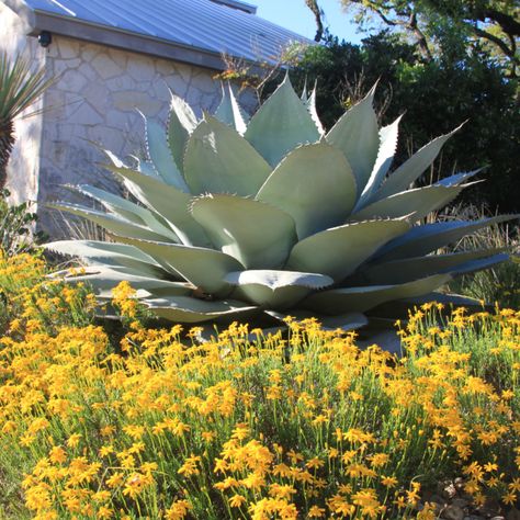 Texas Hill Country Landscaping, Texas Hill Country Decor, Hill Country Landscaping, Texas Hill Country Landscape, Hill Country Landscape, Texas Hill Country House Plans, Xeriscape Ideas, Austin Garden, Texas Landscaping