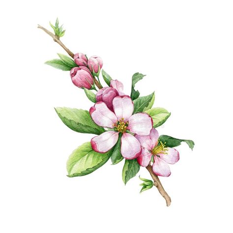 Growth Background, Apple Tree Drawing, Apple Tree Flowers, Apple Tree Blossoms, Blooming Apples, Apple Blossom Flower, Background Tree, Apple Flowers, Element Illustration