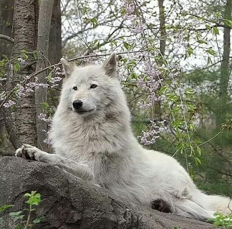 Seth Capella, Caroline Peckham, Wolf Poses, Wolf Clothing, The Reckoning, Werewolf Aesthetic, Wolf Images, Zodiac Academy, Arctic Wolf