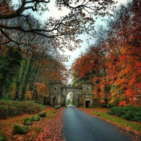 Irish Autumn Aesthetic, Ireland In Autumn, Tollymore Forest Park, Ireland Fall Aesthetic, Ireland Autumn Aesthetic, Dublin In Fall, Places To Go In Ireland, Ireland In Fall, Dublin In Autumn