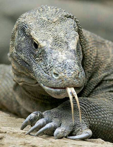 Lizard Species, Komodo Dragons, Large Lizards, Regard Animal, Fruit Picker, Monitor Lizard, Komodo Dragon, Animal Pics, Komodo