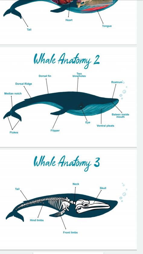 Order from The Ways We Grow Whale Infographic, Whale Anatomy, Whale Skeleton, Types Of Whales, Interactive Infographic, Fin Whale, Shark Painting, Animal Skeletons, Aquarium Landscape