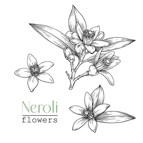 Set Blooming twig and flowers Neroli. Citrus flowers branch. Hand drawn vector botanical illustration. Cosmetic, perfumery  medicinal plant Citrus Flowers, Neroli Flower, Flowers Branch, Oil Image, Citrus Plant, Flower Stock, Blossom Tattoo, Plant Drawing, Crop Image