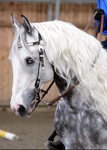 Dapple Grey Horses, Horse Markings, Horse Coat Colors, Rare Horses, Horse Inspiration, Paint Horse, Horse Aesthetic, Most Beautiful Horses, Grey Horse