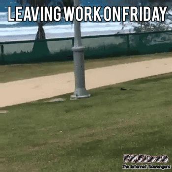 Leaving Work On Friday, Funny Dog Fails, Dogs Ideas, Funny Friday, Dog Fails, Leaving Work, Humor Hilarious, Epic Fails Funny, Friday Humor