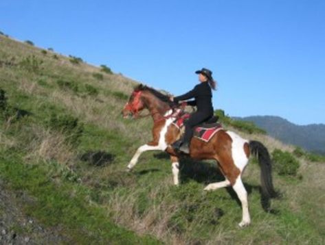 Condition Your Trail Horse | Expert advice on horse care and horse riding Horse Trail Riding Gear, Equestrian Workout, Endurance Horse, Pretty Cowgirl, Endurance Riding, Equestrian Clothes, Trail Riding Horses, Trail Horse, Horse Competition