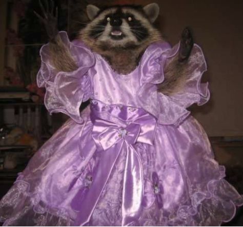 Pet Raccoon, Cute Raccoon, Raccoon Funny, Trash Panda, Funny Animal Jokes, Silly Animals, Racoon, Cute Wild Animals, Cute Animal Photos