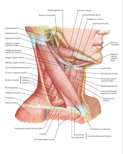 Neck Muscles Anatomy, Neck Muscle Anatomy, Head Muscles, Parotid Gland, Remedial Massage, Health Medicine, Yoga Guide, Muscle Anatomy, Feeling Discouraged