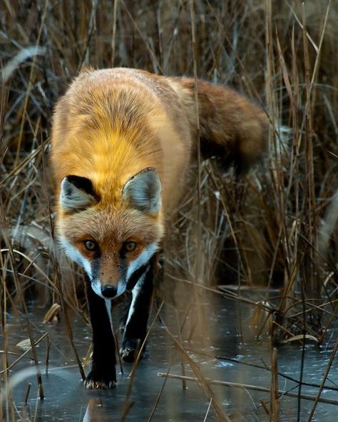 Fuchs Baby, Fantastic Fox, Wild Dogs, Red Fox, Animal Photo, Nature Animals, 귀여운 동물, Animals Friends, Beautiful Creatures