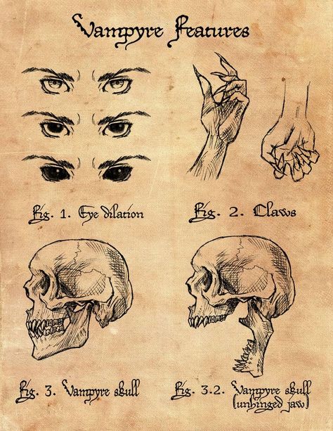 Mythical Creatures Anatomy, Vampire Anatomy, Magical Creatures Mythology, Mystical Creatures Mythology, Fantasy Creatures Mythology, Myths & Monsters, Mythical Monsters, Vampire Art, Profile View