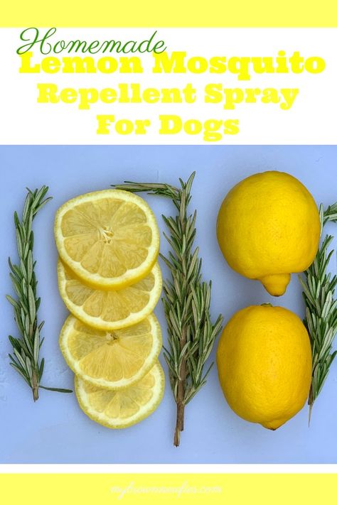 Make this easy DIY lemon mosquito spray to keep those peasky bugs away from your dog this summer #dogs #pets #summer #DIY #homemade #mosquitoes Pet Friendly Mosquito Repellent, Mosquito Repellent For Dogs, Colorful Bugs, Mosquito Repellent Homemade, Mosquito Repellent Spray, Citronella Plant, Killing Weeds, Lawn Ideas, Flea Repellent