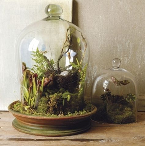 I've already got a bell jar... so this has to happen Mini Terrarium, Glass Cloche, Indoor Gardens, Garden Terrarium, The Bell Jar, Terraria, Glass Terrarium, Woodland Wedding, Miniature Garden