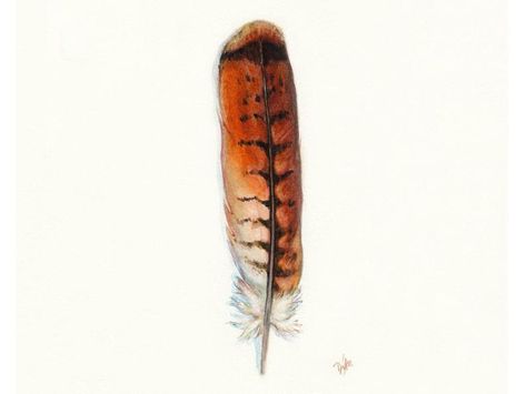 Watercolor Hawk, Redtail Hawk, Red Tail Hawk Feathers, Hawk Feather, Red Tail Hawk, Hawk Feathers, Hawk Tattoo, Feather Drawing, Watercolor Feather