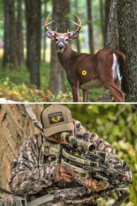 The Do’s and Don’ts of Crossbow Shot Placement on Whitetails Deer Hunting Essentials, Deer Shot, Light Academia Decor, Hunting Essentials, Whitetail Hunting, Whitetail Deer Hunting, Deer Hunting Tips, Crossbow Hunting, Hunting Tips