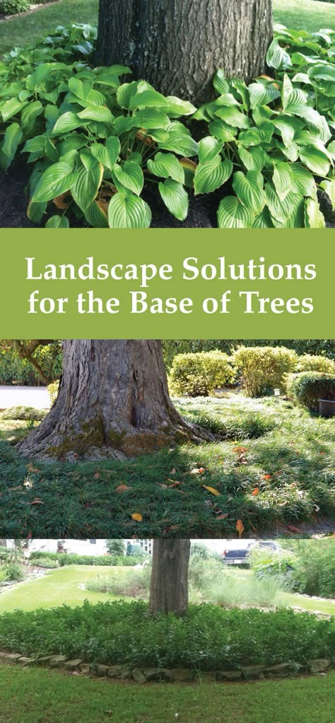 Planting Around Trees, Planting Plants, Landscaping Around Trees, Landscaping Trees, Easy Landscaping, Landscaping Supplies, Landscape Designs, Landscaping Tips, Landscaping With Rocks