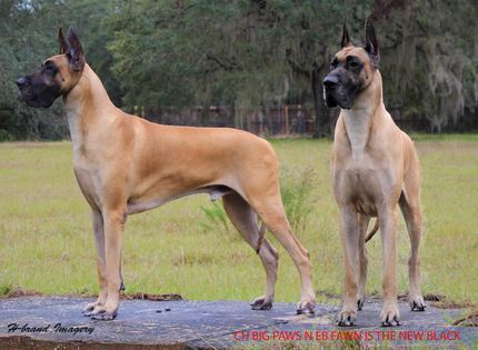 Great Dane Stud Dogs - Big Paws N EB Fawn is the Ne Security Dogs, Biggest Great Dane, Great Dane Mix Dog Breeds, Fawn Great Dane, Blue Merle Great Dane, Two Great Danes, Great Dane Funny, Great Dane Temperament, Merle Great Danes