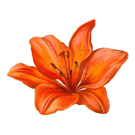 Lily vector illustration hand drawn painted stock illustration Orange Lily Flower, Tiger Lily Flowers, Lilies Drawing, Lily Wallpaper, Watercolor Tiger, Beach Art Painting, Lily Painting, Flower Art Images, Orange Wallpaper