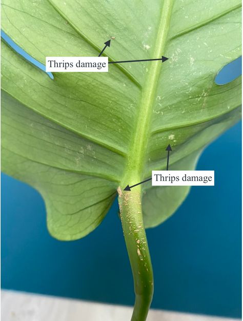 Monstera Deliciosa thrips damage Thrips How To Get Rid Of, Thrips On Houseplants, How To Trim Monstera Plant, How To Replant Monstera Plant, Why Is My Monstera Turning Yellow, Brown Spots On Monstera Leaves, Monstera Obliqua Care, Indoor Cactus Plants, Indoor Cactus