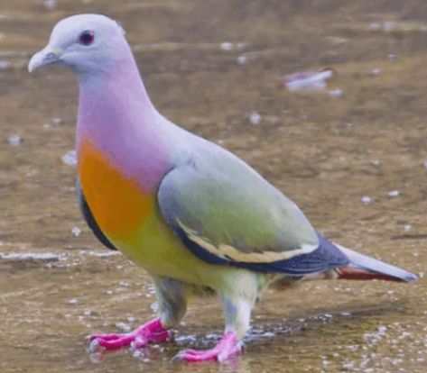 Not your ordinary "sky rat " Pink Necked Green Pigeon, Pink Pigeon, Green Pigeon, Cute Pigeon, Pigeon Pictures, Dove Pigeon, Bird Beads, Pigeon, Paloma