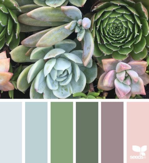 Design Seeds Color Palette, Seeds Color Palette, Natural Bedroom Decor, Succulent Painting, Seeds Color, Bathroom Decor Colors, Decor Color Palette, Succulents Decor, Succulent Wedding