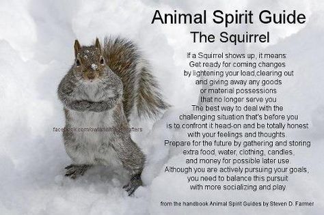 Your Animal Spirit Guide for April 12th is the Squirrel – Witches Of The Craft® Animal Totem Spirit Guides, Spirit Animal Meaning, Animal Meanings, Spirit Animal Totem, Animal Spirit Guide, Spiritual Animal, Native American Wisdom, Animal Spirit Guides, Animal Medicine