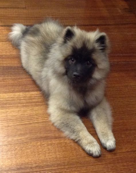 Eurasian Dog, Shiloh Shepherd Dog, Keeshond Puppy, Keeshond Dog, Cute Puppy Wallpaper, Big Dog Breeds, Dog Mommy, Very Cute Dogs, Gorgeous Cats