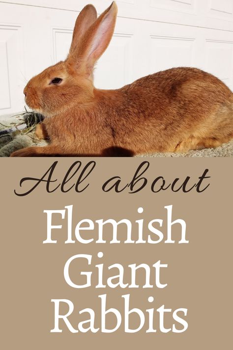 Flemish Giant Rabbits- Rough and Tumble Farmhouse Giant Rabbit Breeds, Flemish Rabbit, Giant Rabbits, Indoor Rabbit Cage, Flemish Giant Rabbit, Show Rabbits, Rabbit Jumping, Pet Rabbit Care, Unique Rabbit