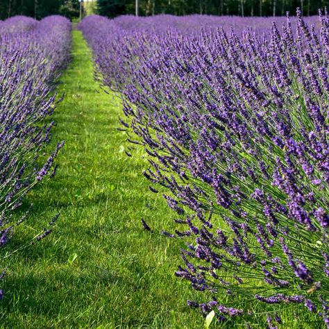 Lavender Plants - Phenomenal | Suttons Phenomenal Lavender, English Lavender Plant, Agapanthus Plant, Lavender Varieties, Path Edging, Lavender Plants, Fruit Bushes, Growing Lavender, Purple Plants