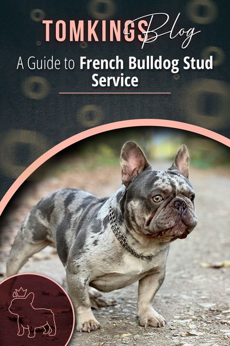 French Bulldog Information, French Bulldog Prices, Breeding Business, Dog Breeding Business, French Bulldog Breeders, Merle French Bulldog, French Bulldog Breed, Dog Breeding, Stud Dog