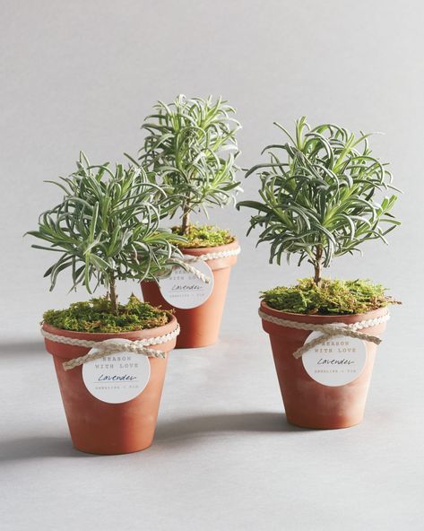 Mini Potted Plants Party Favors, Plant As A Gift, Herb Centerpieces, Bridal Shower Checklist, Plant Wedding Favors, Garden Party Favors, Plant Centerpieces, Potted Lavender, Wine Course