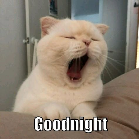 Goodnight Meme, Funny Goodnight, Sleep Memes, Good Night Meme, Good Night Cat, Happy Night, Good Night Funny, Morning Cat, Cute Good Night