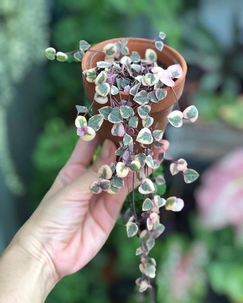 Houseplant Inspiration, Variegated String Of Hearts, Pink Plants, String Of Hearts, Plant House, Hanging Plants Indoor, Animal Planters, Succulents Decor, Pink Plant