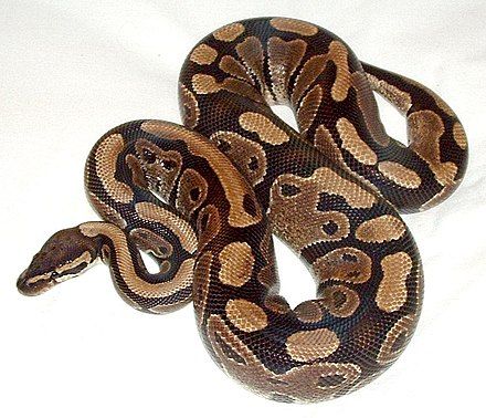 Python Royal, Ball Python Care, Python Regius, Cool Snakes, Types Of Snake, Ball Python Morphs, Python Snake, Pet Snake, Beautiful Snakes